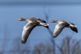 Two geese flying side by side with a calm blue sky in the background, Greylag Goose (Anser anser),