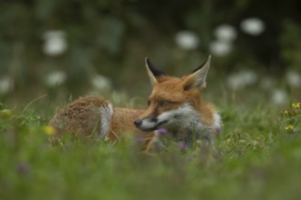 Red fox (Vulpes vulpes) adult animal resting in grassland countryside with wildlflowers in the