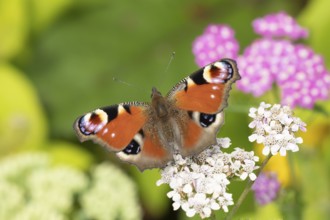 Peacock butterfly (Aglais io) adult insect feeding on garden Achillea flowers in summer, England,