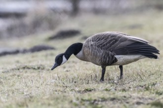Canada goose (Branta canadensis), Emsland, Lower Saxony, Germany, Europe