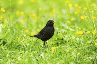 Common blackbird (Turdus merula) mal on a meadow, Bavaria, Germany, Europe