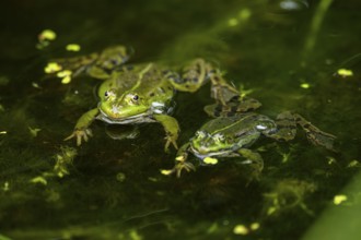 Edible frog (Pelophylax esculentus) in a little lake in the water, Bavaria, Germany, Europe