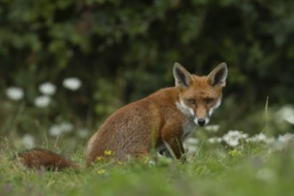 Red fox (Vulpes vulpes) adult animal resting in grassland countryside with wildlflowers in the