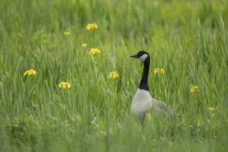 Canada goose (Branta canadensis) adult bird stood in a wetland meadow with yellow iris flowers in