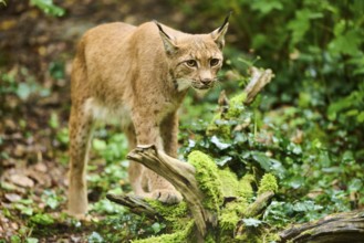 Eurasian lynx (Lynx lynx) walking through a forest, Bavaria, Germany, Europe