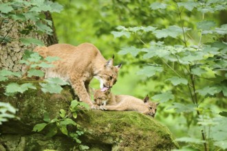 Eurasian lynx (Lynx lynx) mother with her youngsters in a forest, Bavaria, Germany, Europe