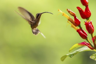 Long-billed Shadow Hummingbird (Phaethornis longirostris), Hummingbird (Trochilidae), Swiftbirds