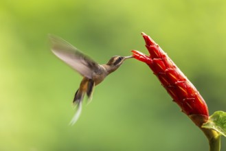 Long-billed Shadow Hummingbird (Phaethornis longirostris), Hummingbird (Trochilidae), Swiftbirds