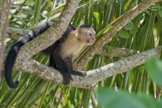 White-shouldered capuchin monkey (Cebus capucinus) Costa Rica