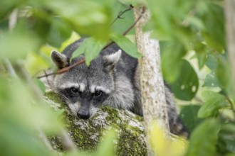 North American raccoon (Procyon lotor) sitting in a tree, Parque Nacional Cahuita, Costa Rica,