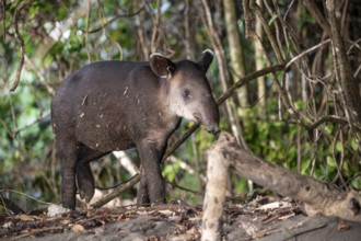 Baird's tapir (Tapirus bairdii), juvenile, looking into the camera, in the rainforest, Corcovado