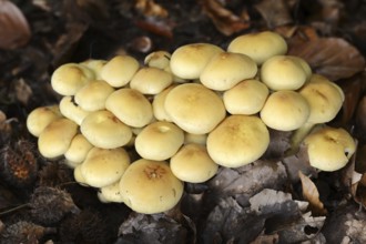 Sulphur tuft (Hypholoma fasciculare), North Rhine-Westphalia, Germany, Europe