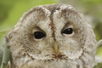 Tawny owl (Strix aluco), portrait, North Rhine-Westphalia, Germany, Europe
