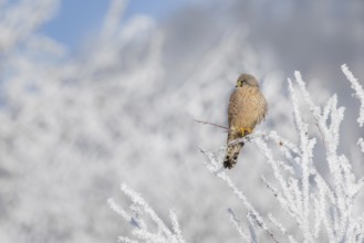 Kestrel (Falco tinnunculus), female, Schlitters, Tyrol, Austria, Europe