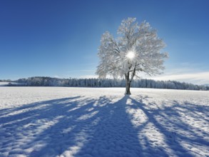 Sun shining through snow-covered English oak (Quercus robur, synonym: Quercus pedunculata),