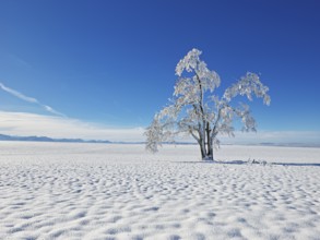 Tree in hoarfrost, Schlatt, Canton Lucerne, Switzerland, Europe