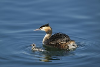 Great crested grebe (Podiceps scalloped ribbonfish), with chicks swimming in the water, Lake Zug,