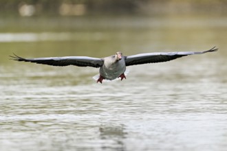 Greylag goose (Anser anser), approaching the water, Flachsee, Canton Aargau, Switzerland, Europe