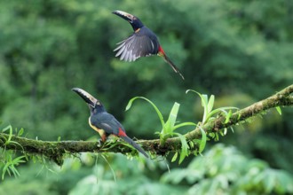 Two Collared aracaris (Pteroglossus torquatus), one in flight, Costa Rica, Central America