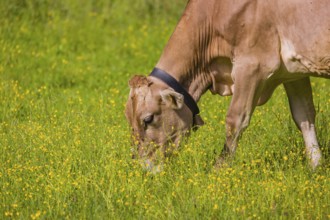 Tyrolean Brown Swiss cattle stand grazing on a green meadow. Eng Valley, Austria, Europe