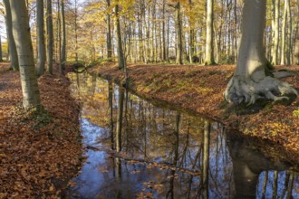 Autumn by a stream in the forest near Havixbeck, Münsterland, North Rhine-Westphalia, Germany,