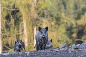 Four adult wild boar or wild pig (Sus scrofa) walking over an opening with a green forest in the