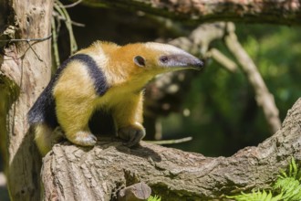 A southern tamandua (Tamandua tetradactyla), sits in a tree, watching the surrounding