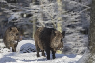 Wild boar or wild pig (Sus scrofa), walking through snow covered forest