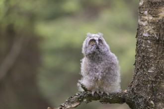 One young long-eared owl (Asio otus), sitting on a branch of a tree. Green vegetation in the