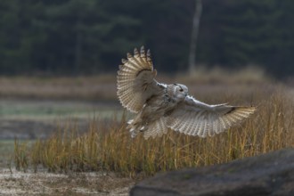 One Siberian Eagle Owl (Bubo bubo sibiricus) flying over tall reed grass lakeshore on an autumnal