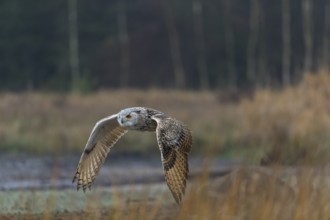 One Siberian Eagle Owl (Bubo bubo sibiricus) flying over tall reed grass lakeshore on an autumnal