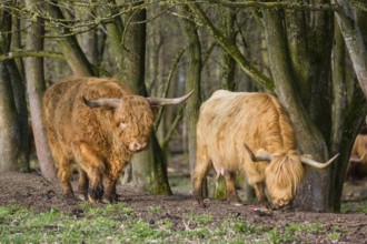 One Highland bull and a cow (Bos (primigenius) taurus) stand at a forest edge