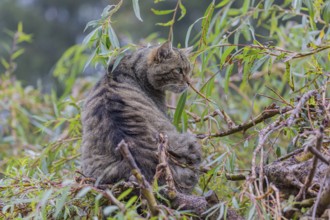 One European wildcat, Felis silvestris silvestris, resting in a green weeping willow tree. Green