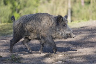 One wild boar or wild pig (Sus scrofa), walking over dry soil and a green forest in the background