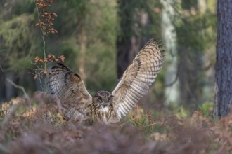 One Eurasian Eagle Owl, Bubo bubo, landing between ferns on the ground on a forest floor, catching