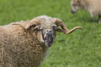 Portrait of Valachian Sheep (Native Wallachian sheep), standing on a green meadow