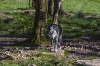 One Timberwolf, Canis lupus lycaon, walking over green grass in an opening of a forest Trees and