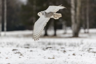 One snowy owl, Bubo scandiacus, Bubo scandiaca, Nyctea scandiaca flying over a snowy meadow with a