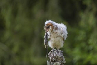 One young barn owl (Tyto alba) sitting on a branch lying in a meadow in late evening light