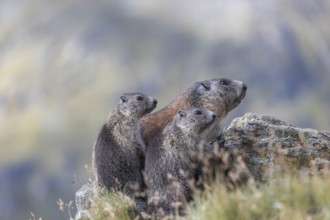 One adult Alpine Marmot, Marmota marmota, and two young marmots sitting on a rock. Mountains in the
