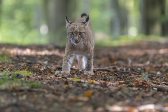 One young Eurasian lynx, (Lynx lynx), walking thru a forest. Green vegetation around him
