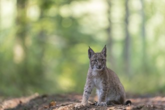 One young Eurasian lynx, (Lynx lynx), sitting in a forest. Green vegetation around him