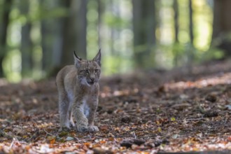 One young Eurasian lynx, (Lynx lynx), walking thru a forest. Green vegetation around him