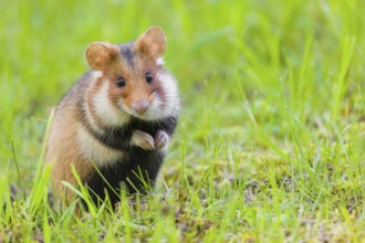 A European hamster (Cricetus cricetus), Eurasian hamster, black-bellied hamster or common hamster,