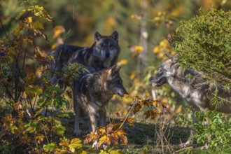 Three eurasian gray wolf (Canis lupus lupus) standing on a small hill between fall foliage