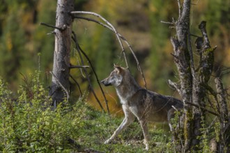 One eurasian gray wolf (Canis lupus lupus) standing on a small hill between logs and rocks with a