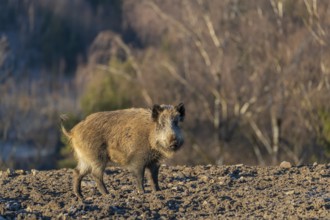 One wild boar or wild pig (Sus scrofa) standing on an opening. First sweet morning light