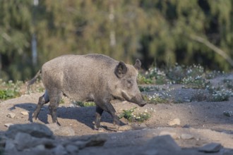 One adult wild boar or wild pig (Sus scrofa) walking over an opening with a green forest in the