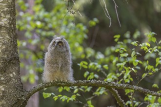 One young long-eared owl (Asio otus), sitting on a branch of a tree. Green vegetation in the