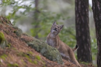 One young Eurasian lynx, (Lynx lynx), walking thru a forest. Green vegetation around him